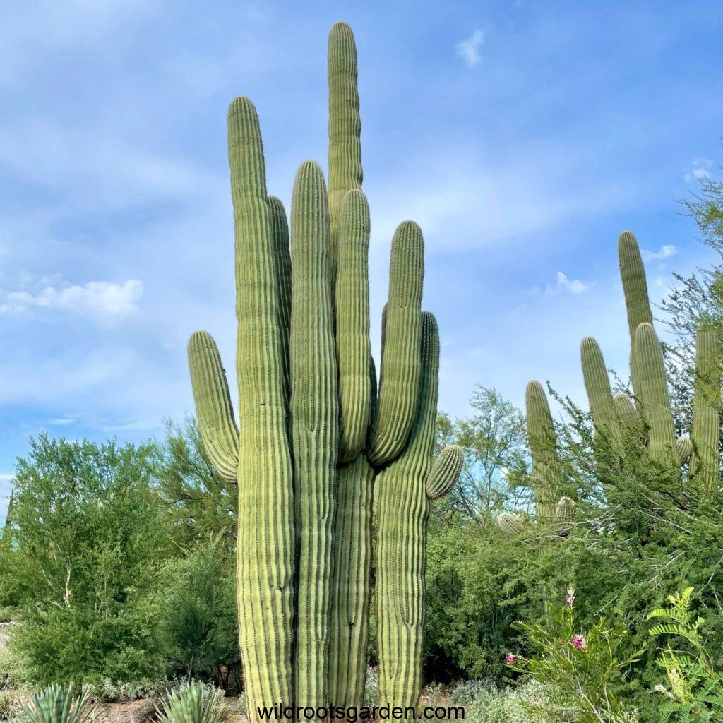 What Cactus Symbolizes