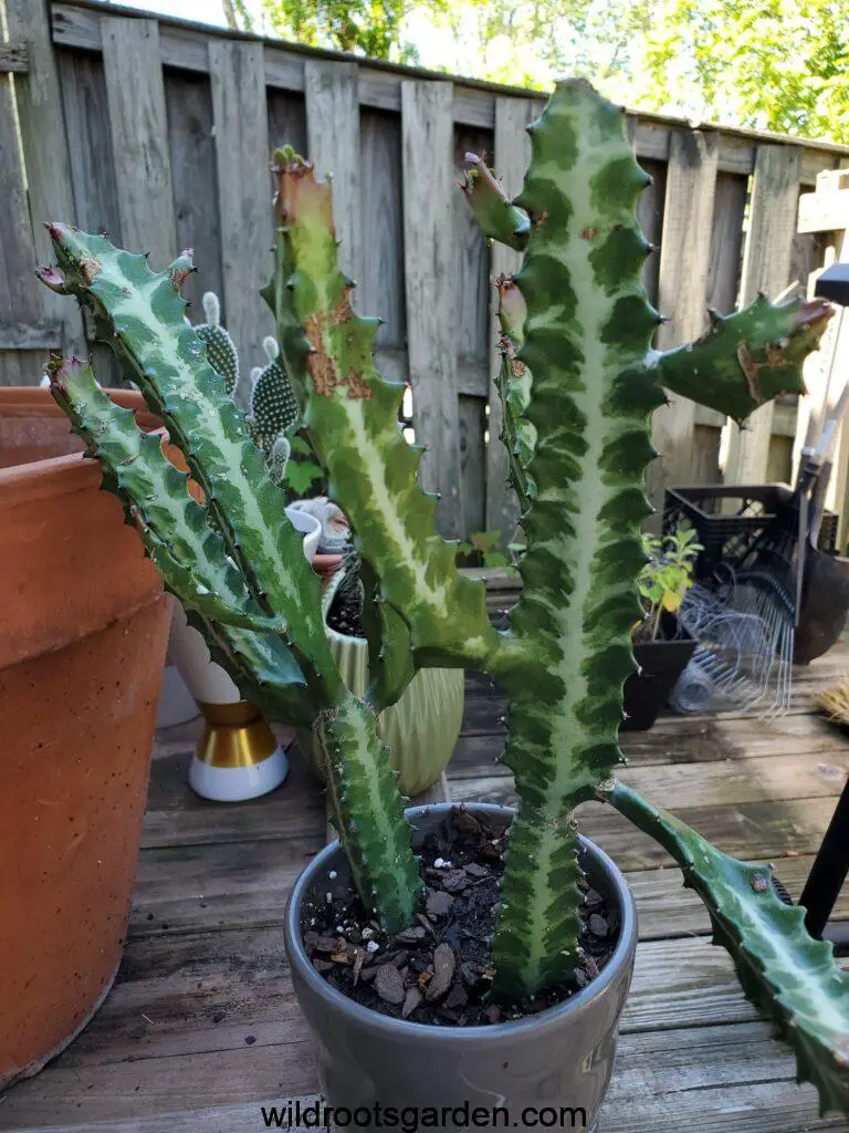What Is The Fastest Growing Cactus
