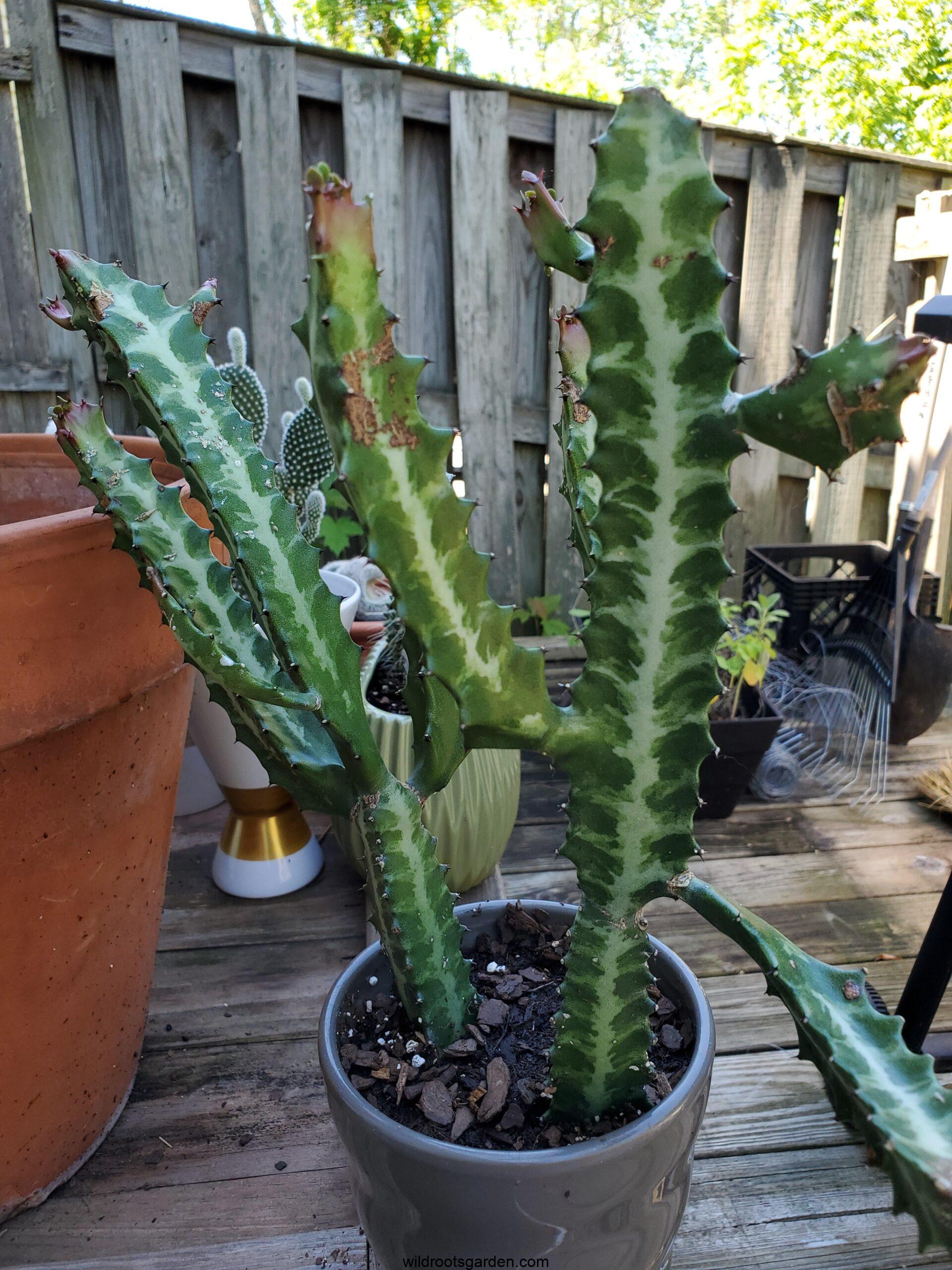 What Is The Fastest Growing Cactus