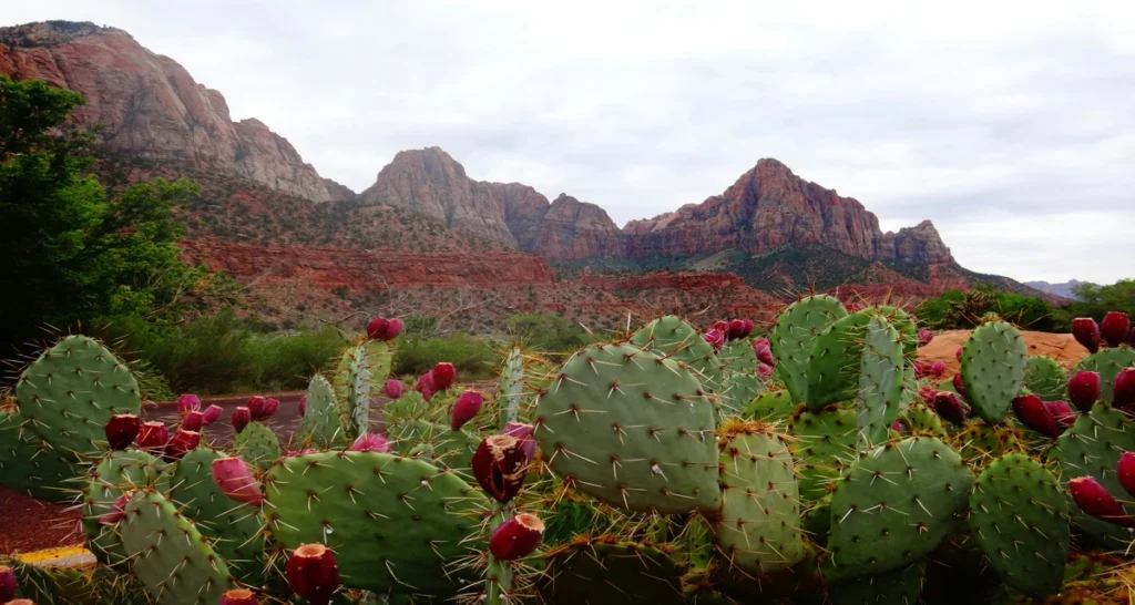 Is Cactus A Fruit Or Vegetable?