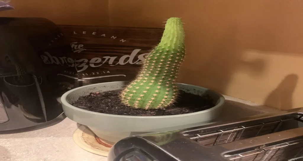 What Is The Fastest Growing Cactus