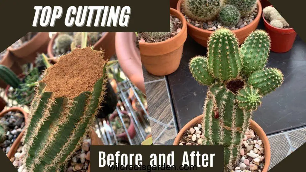 Can You Cut A Cactus And Replant