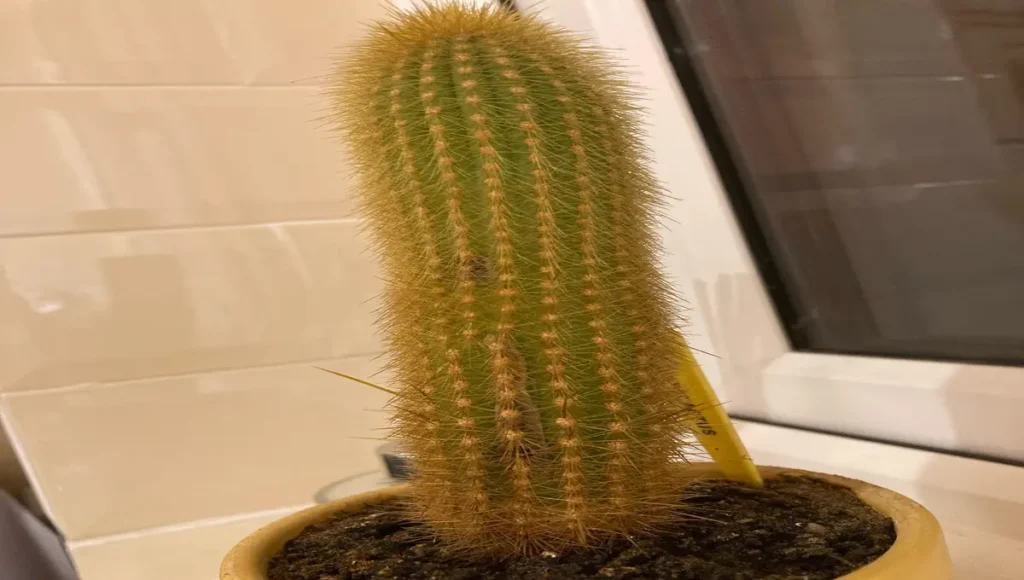 How Do You Know If A Cactus Is Overwatered?