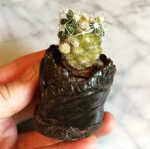 How Do You Know If A Cactus Is Overwatered?