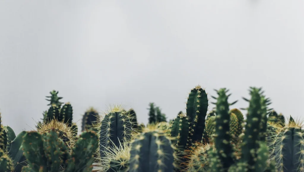 Do Cactus Clean the Air