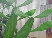 Can You Cut A Cactus And Replant