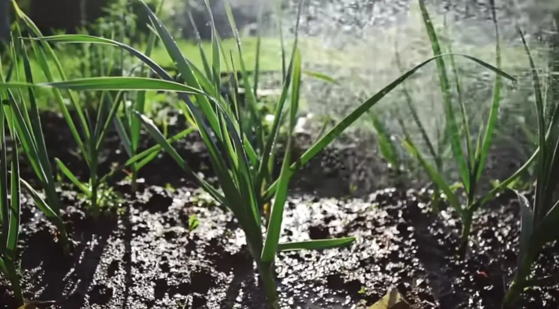 How Deep to Plant Garlic in the Fall