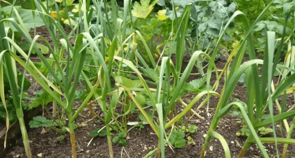 How Deep to Plant Garlic in the Fall