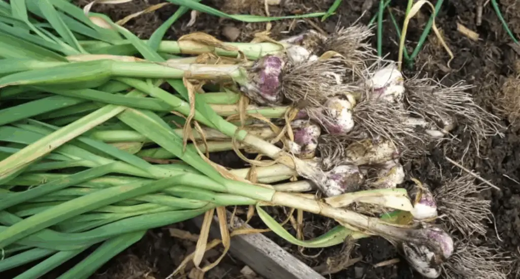How Deep to Plant Garlic in the Fall