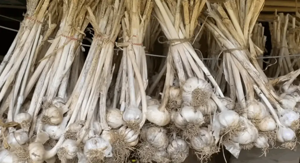 How Deep to Plant Garlic in the Fall