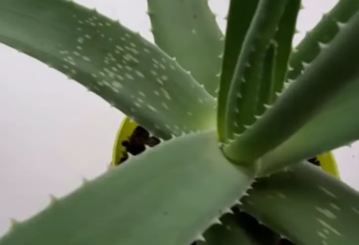 Aloe Vera Gel for Lips: Nourish and Heal Naturally