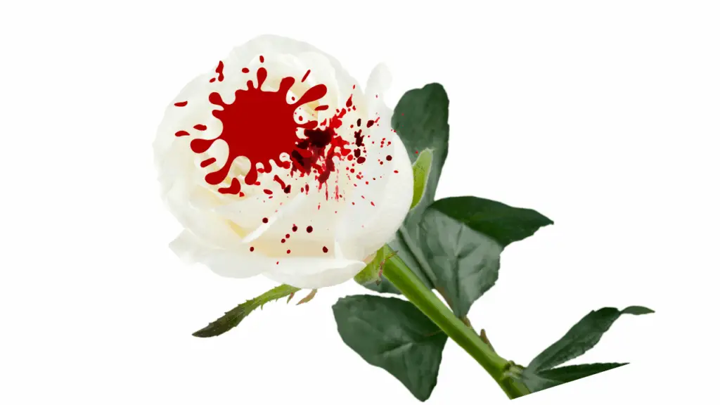 Exploring the Meaning of Blood on a White Rose
