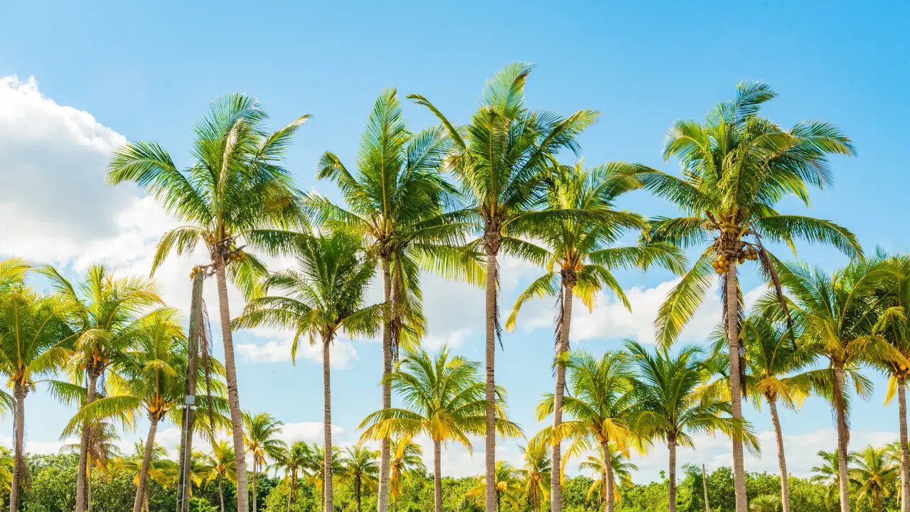 palm tree