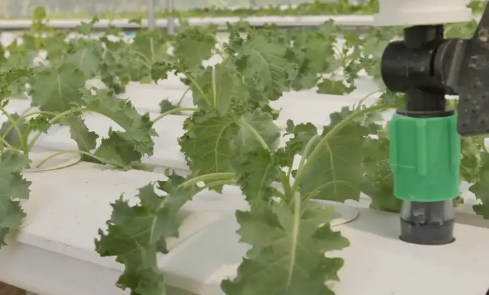 Easy Hydroponic Garden Plan: Grow Your Own Food with Minimal Effort