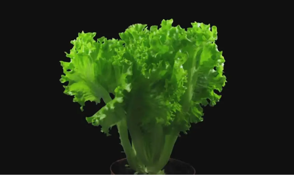 Easy Hydroponic Garden Plan: Grow Your Own Food with Minimal Effort