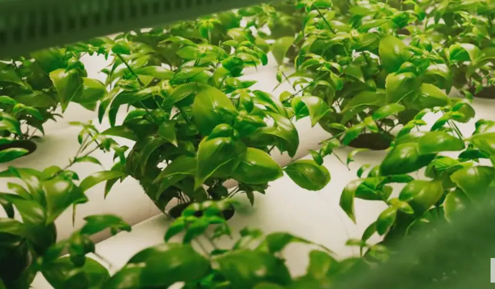 Easy Hydroponic Garden Plan: Grow Your Own Food with Minimal Effort