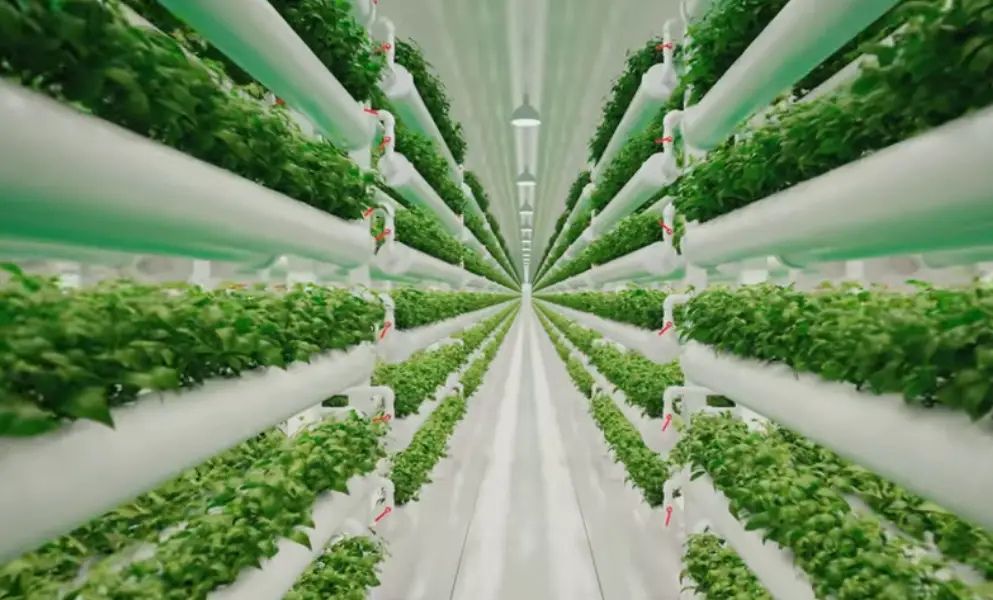 Easy Hydroponic Garden Plan: Grow Your Own Food with Minimal Effort