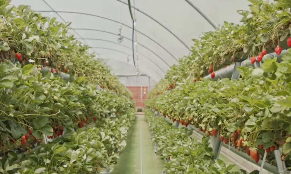 Easy Hydroponic Garden Plan: Grow Your Own Food with Minimal Effort
