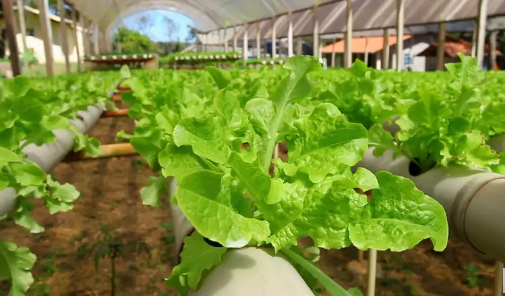Easy Hydroponic Garden Plan: Grow Your Own Food with Minimal Effort