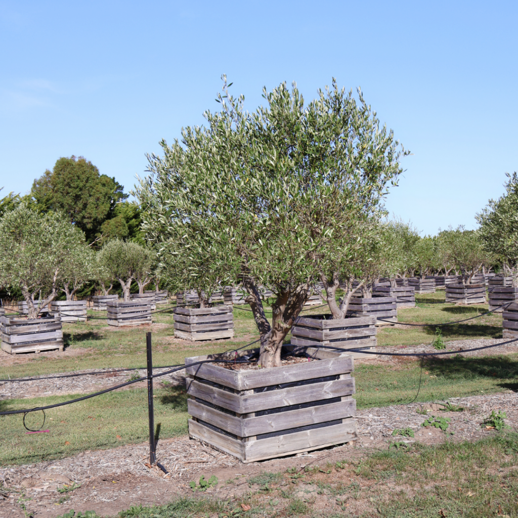 Olive Garden Vs Olive Tree