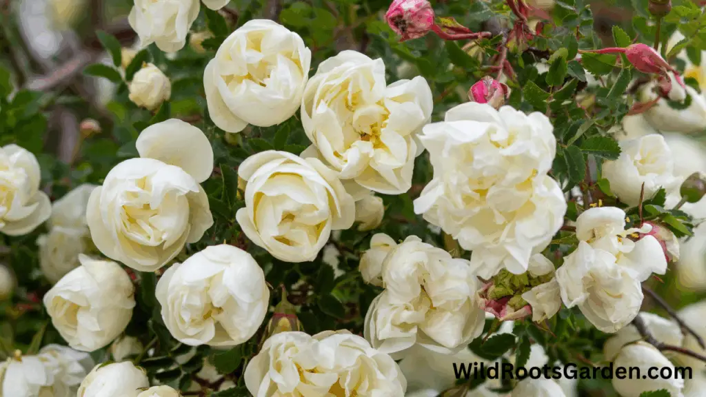 10 Famous White Gardens Ideas: Transform Your Outdoor