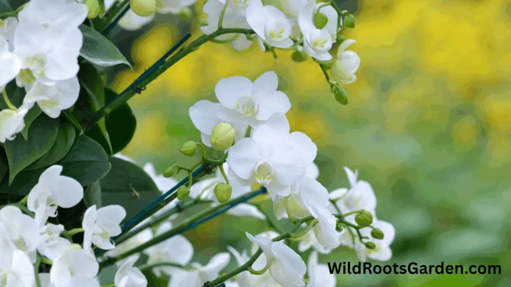 10 Famous White Gardens Ideas: Transform Your Outdoor