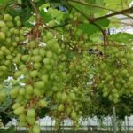 10 Health Benefits of Grapes