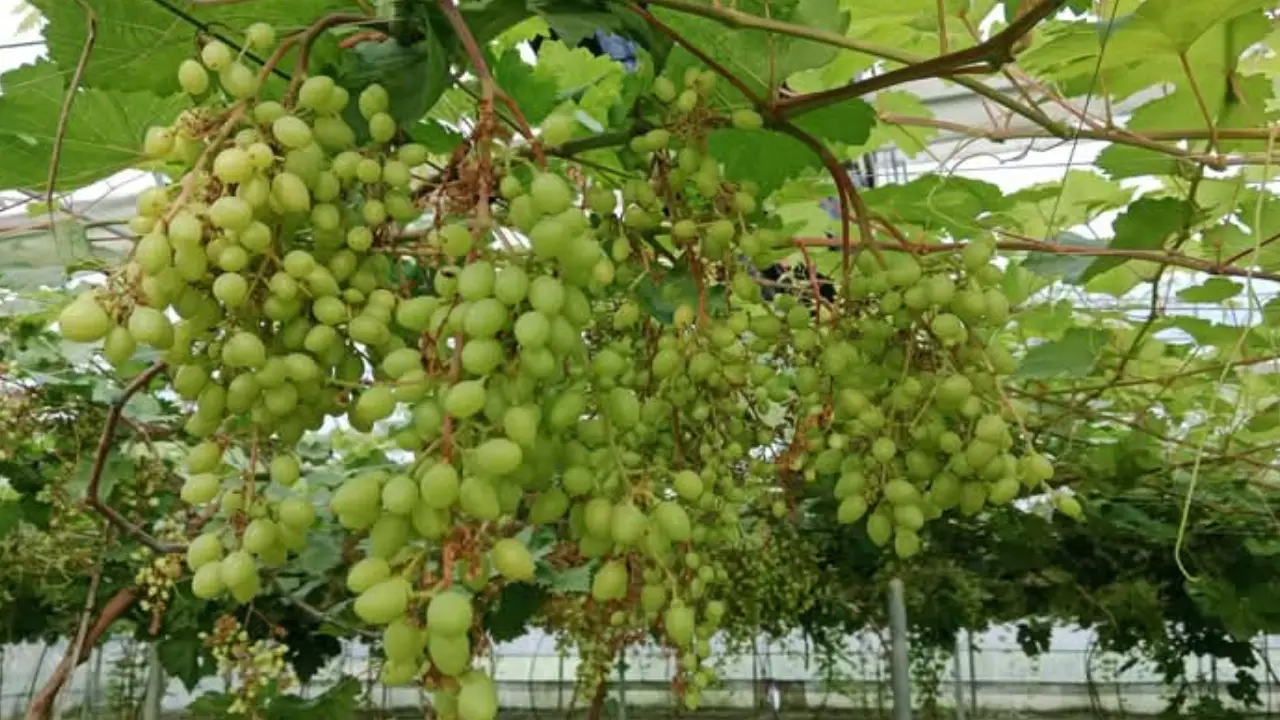 10 Health Benefits of Grapes
