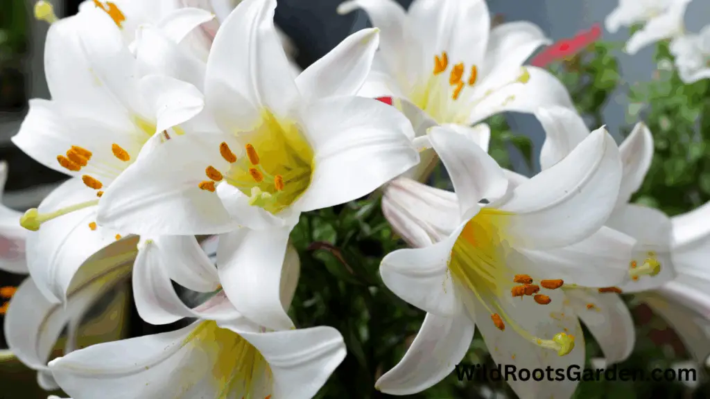 10 Famous White Gardens Ideas: Transform Your Outdoor