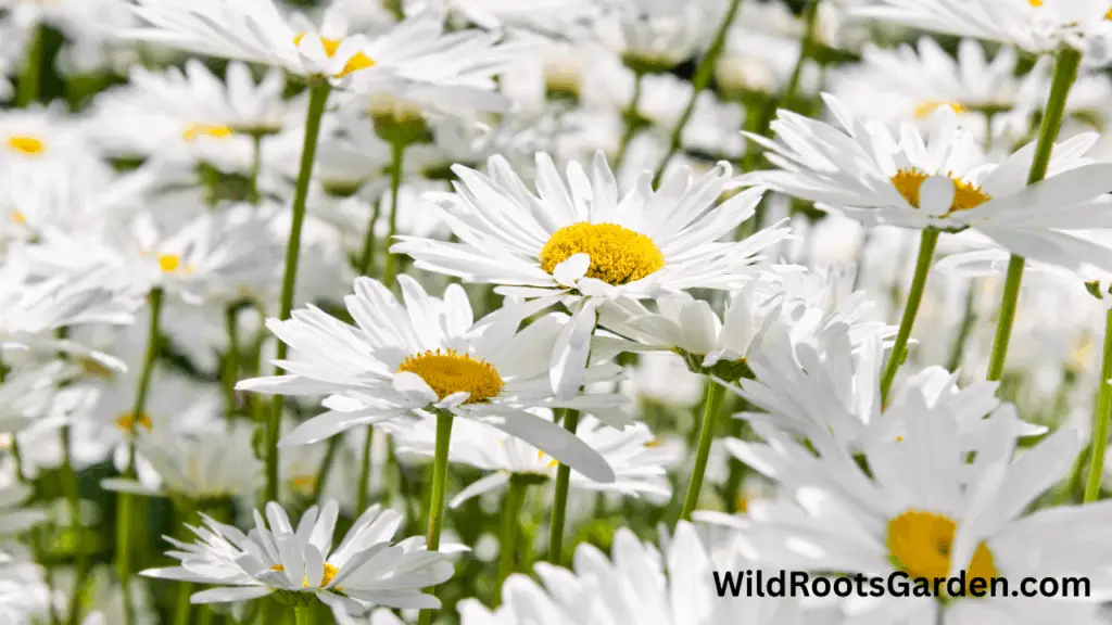 10 Famous White Gardens Ideas: Transform Your Outdoor