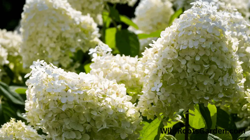10 Famous White Gardens Ideas: Transform Your Outdoor