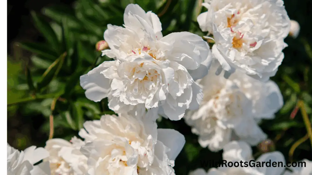 10 Famous White Gardens Ideas: Transform Your Outdoor