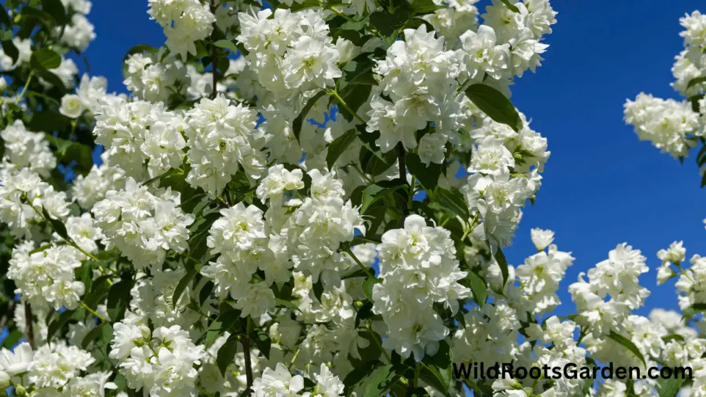 10 Famous White Gardens Ideas: Transform Your Outdoor