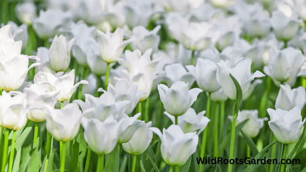 10 Famous White Gardens Ideas: Transform Your Outdoor