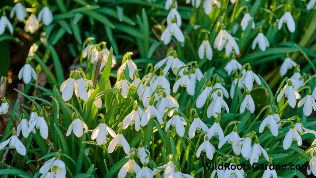 10 Famous White Gardens Ideas: Transform Your Outdoor