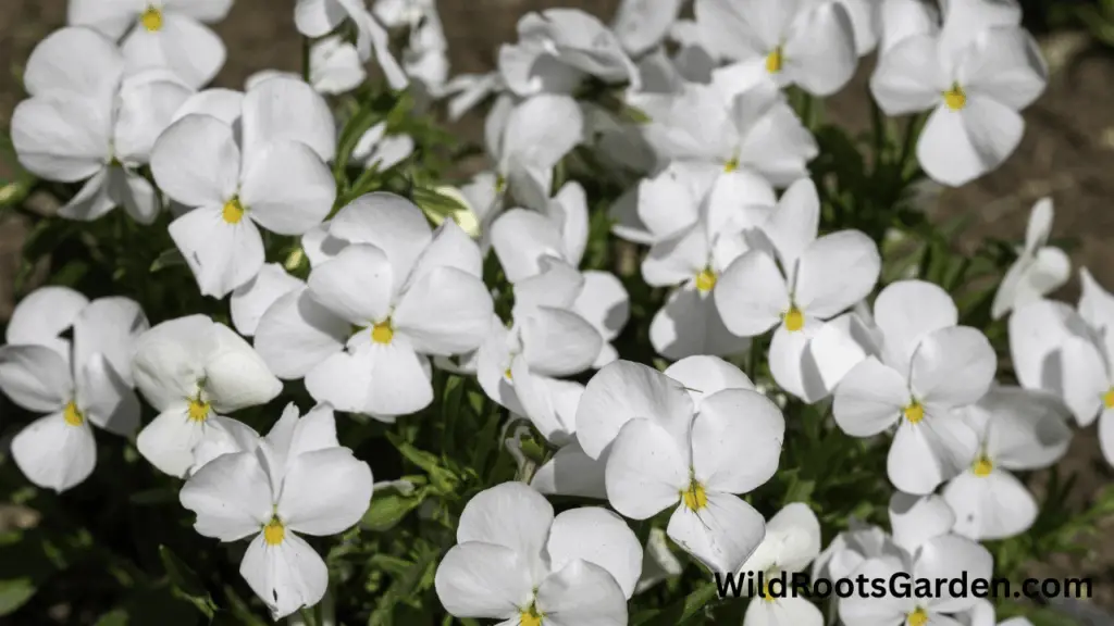 10 Famous White Gardens Ideas: Transform Your Outdoor