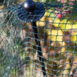 Bird Netting for Gardens
