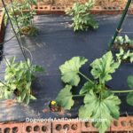 Black Plastic for Gardening