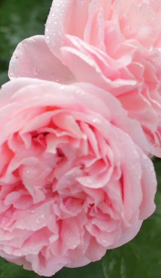 Bob Wines Camellia Gardens Inc