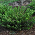 Duke Gardens Plum Yew