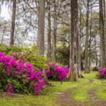 Edisto Gardens Orangeburg Sc