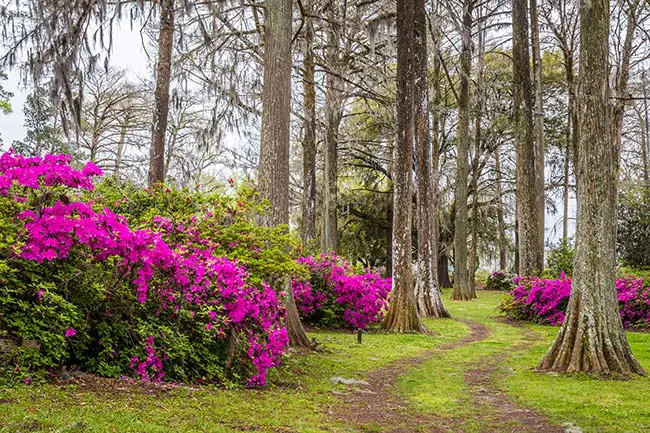 Edisto Gardens Orangeburg Sc