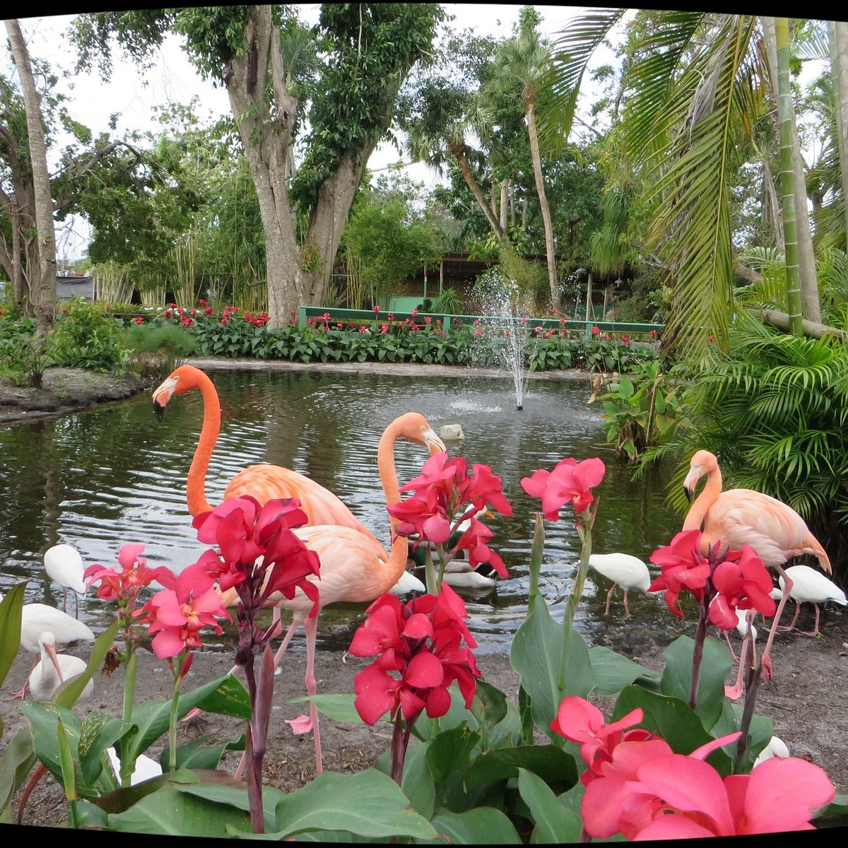 Everglades Wonder Gardens Bonita Springs Fl