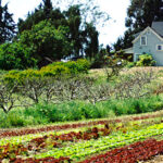 Fairview Gardens Education Farm