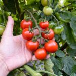 Gardener'S Delight Tomato
