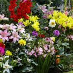Gardens With Calla Lilies