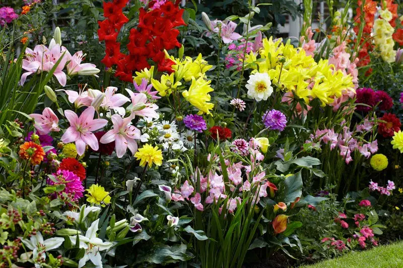 Gardens With Calla Lilies