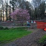 Golden Gardens Dog Park Seattle
