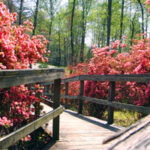 Happy Hollow Gardens Park