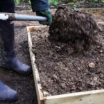 Is Horse Manure Good for Gardening